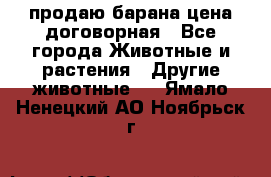 продаю барана цена договорная - Все города Животные и растения » Другие животные   . Ямало-Ненецкий АО,Ноябрьск г.